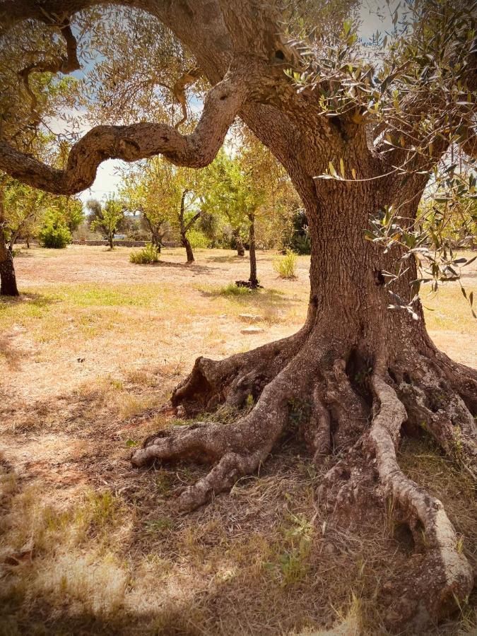 奥斯图尼Trulli Acquasala - Apulian Country Experience别墅 外观 照片